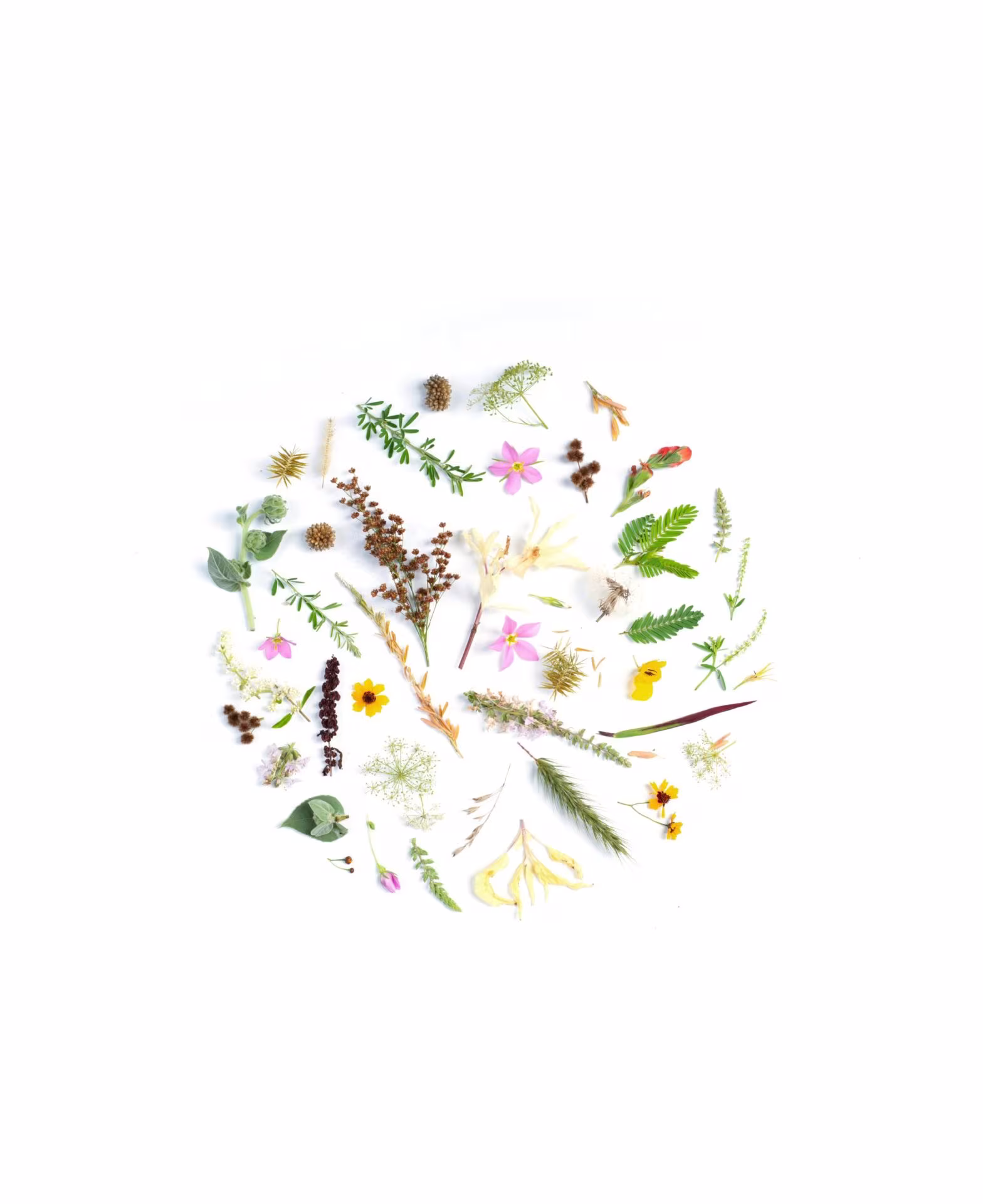 Composición circular de flores, hojas y semillas sobre fondo blanco