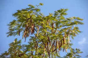Copa de un árbol con vainas largas bajo el cielo azul