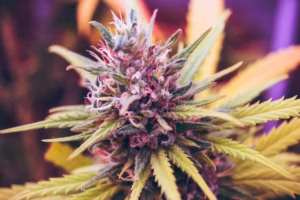 Primer plano de una planta en flor con cogollo cubierto de tricomas
