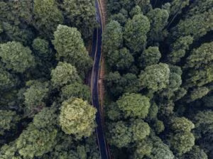 Vista aérea de una carretera que atraviesa un bosque frondoso