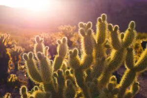 Cactus cholla a contraluz al atardecer en el desierto