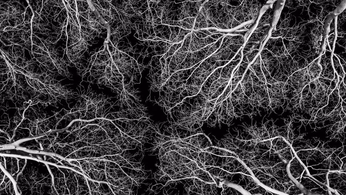 Ramificaciones blancas similares a neuronas sobre fondo negro